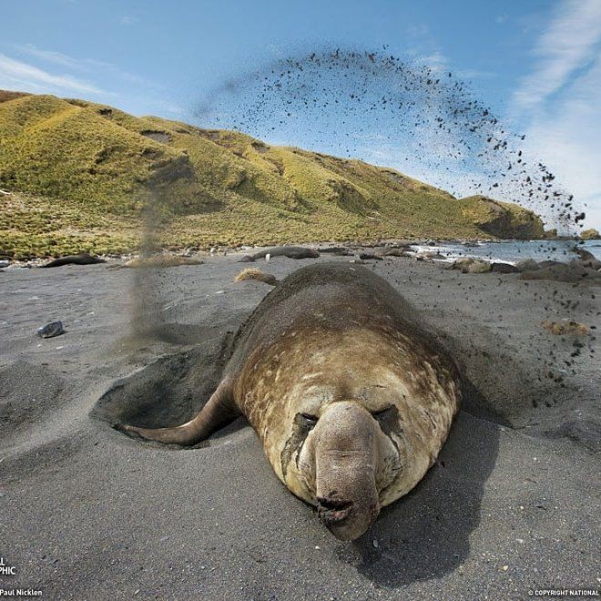 海象 海獅 海豹：海象、海獅、海豹的區別 海象 海獅 海豹：海象、海獅、海豹的區別 龍魚論壇 第14張