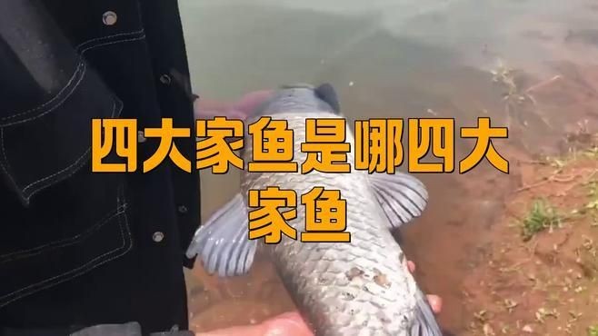 廣東四大家魚分別是什么魚類：廣東“四大家魚”是哪四大家魚、草魚、草魚、草魚、鰱鳙魚