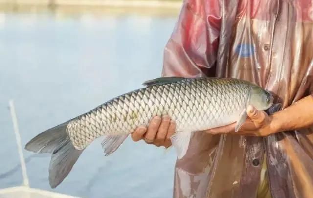 廣東四大家魚分別是什么魚類：廣東“四大家魚”是哪四大家魚、草魚、草魚、草魚、鰱鳙魚