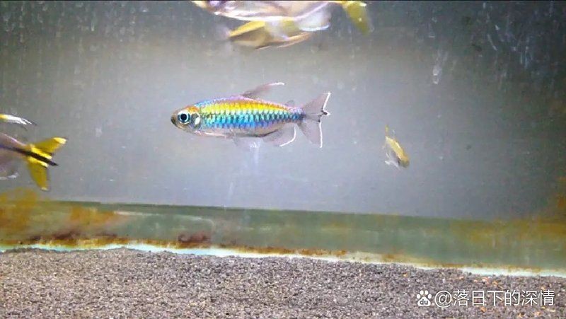剛果美人不能亂養的原因：“剛果美人”飼養需謹慎對待其飼養需謹慎對待