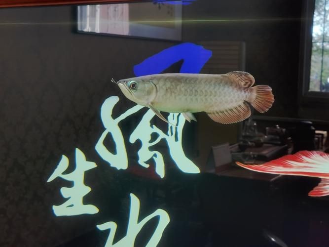 吉印水族是雜牌子還是名牌：吉印水族是“雜牌子”還是“名牌”？