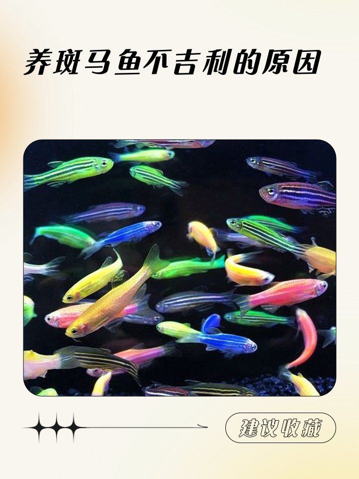 家里養斑馬魚風水好嗎：斑馬魚在居家風水中的作用