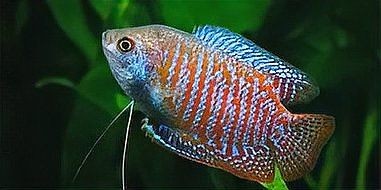 家里養斑馬魚風水好嗎：斑馬魚在居家風水中的作用
