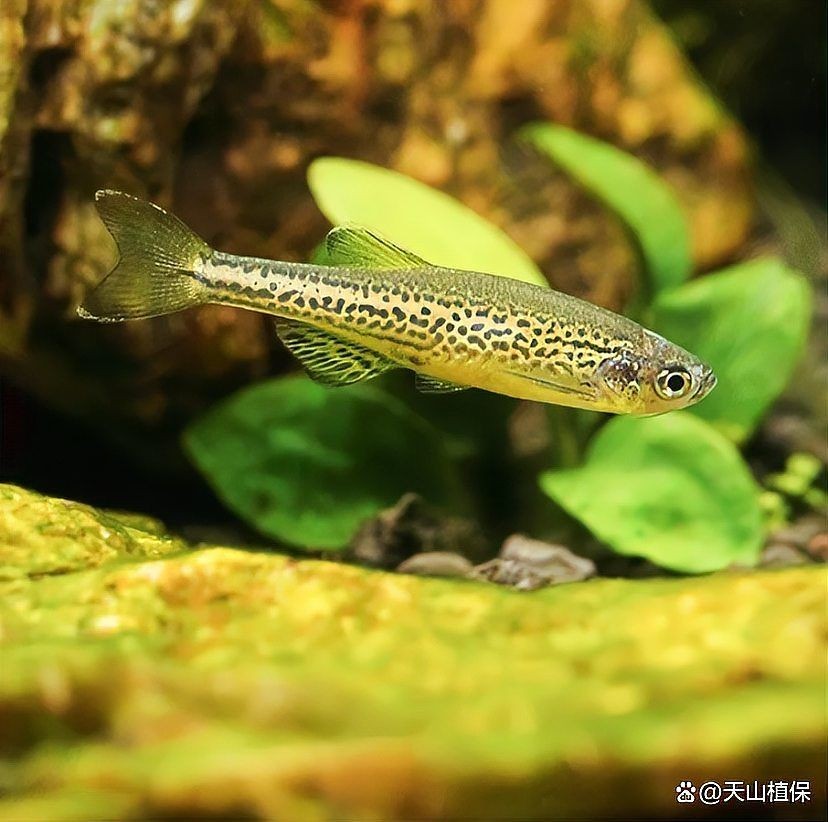 家里養斑馬魚風水好嗎：斑馬魚在居家風水中的作用