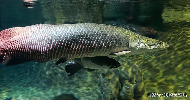 巨骨舌魚(yú)和森蚺誰(shuí)厲害：巨骨舌魚(yú)與亞馬遜流域頂級(jí)掠食者《巨骨舌魚(yú)》