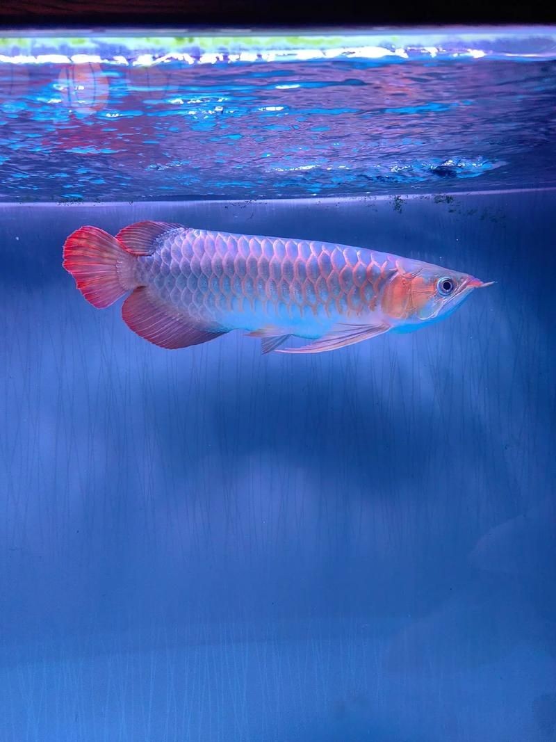 最招財的魚圖片：“最招財的魚圖片”