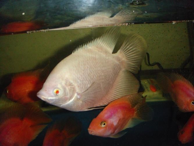 最招財的魚圖片：“最招財的魚圖片”