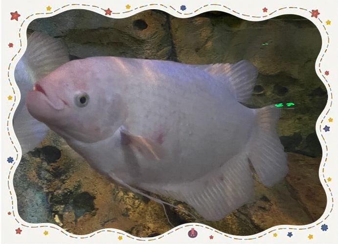 最招財的魚圖片：“最招財的魚圖片”