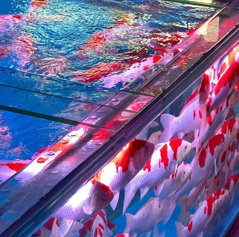 張家口水族批發市場：張家口水族批發市場怎么樣 張家口水族批發市場：張家口水族批發市場怎么樣 全國水族館企業名錄 第3張