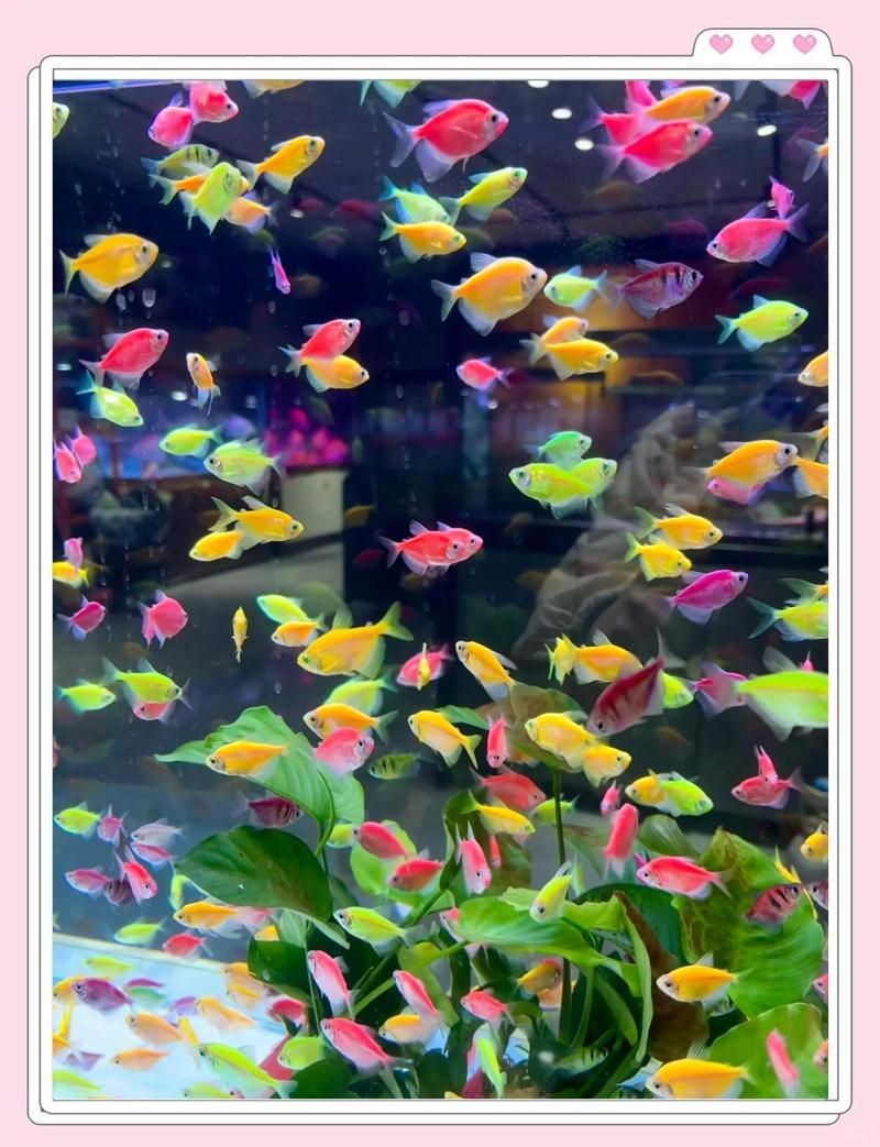 張家口水族批發市場：張家口水族批發市場怎么樣 張家口水族批發市場：張家口水族批發市場怎么樣 全國水族館企業名錄 第1張