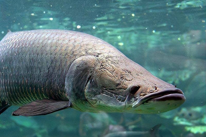 海象魚品種大全一覽表：關于海象魚的知識