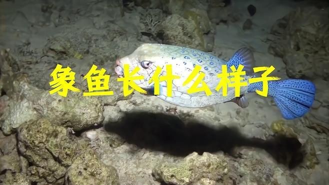 海象魚(yú)品種大全一覽表：關(guān)于海象魚(yú)的知識(shí)
