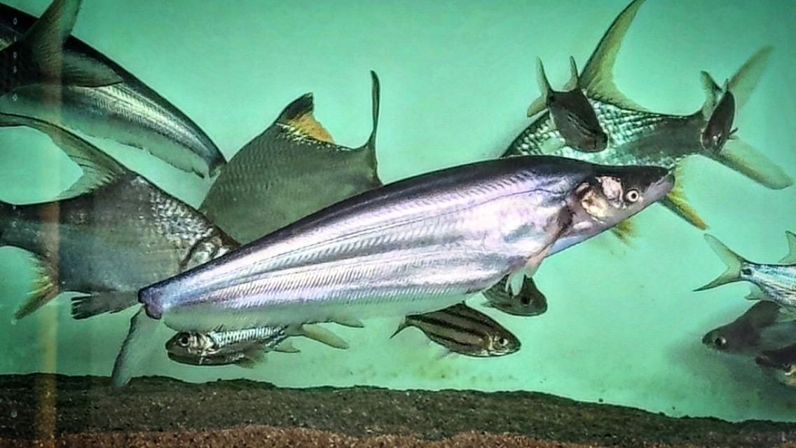 海象魚(yú)品種大全一覽表：關(guān)于海象魚(yú)的知識(shí)