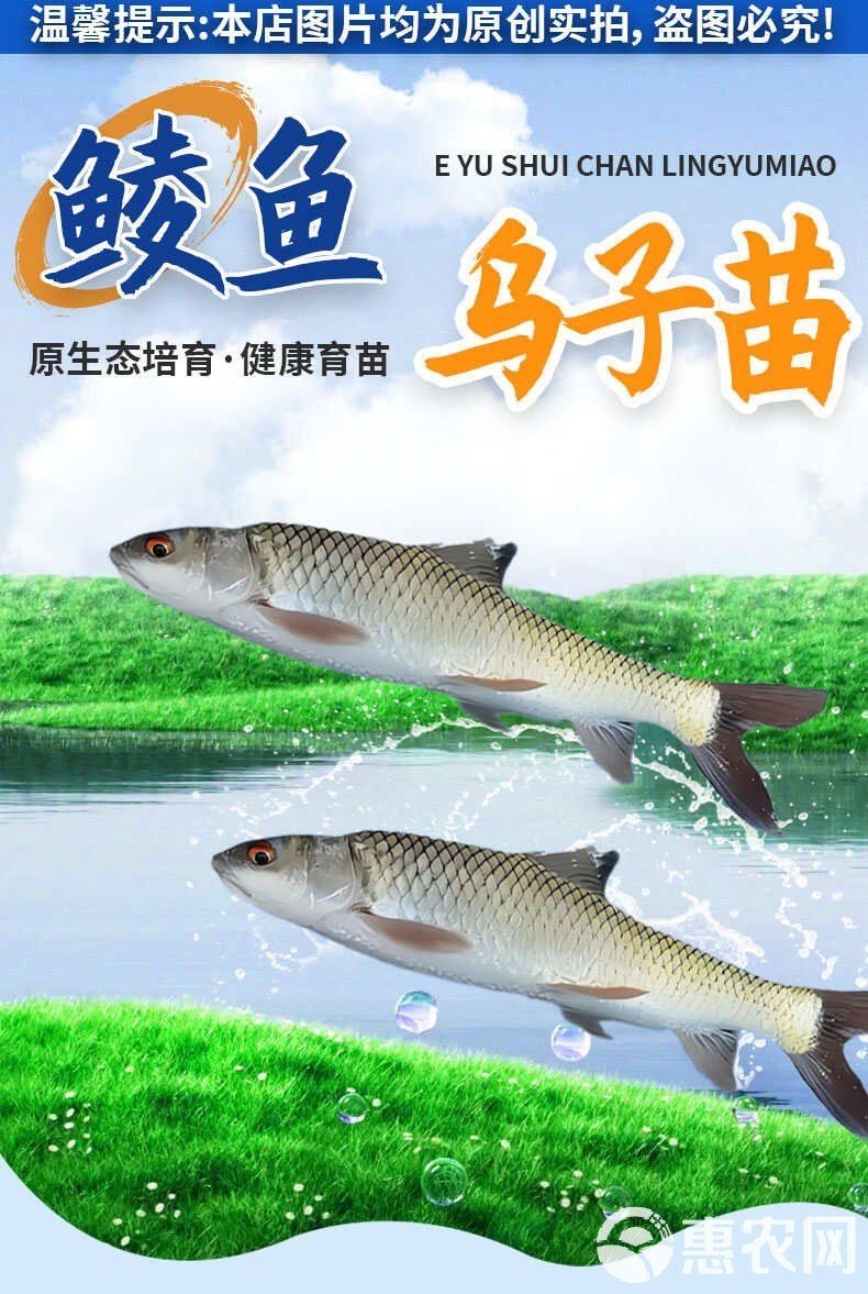 縉云魚苗價格表圖大全：縉云縣魚苗價格信息綜合如下縉云魚苗價格信息綜合 縉云魚苗價格表圖大全：縉云縣魚苗價格信息綜合如下縉云魚苗價格信息綜合 龍魚百科 第5張