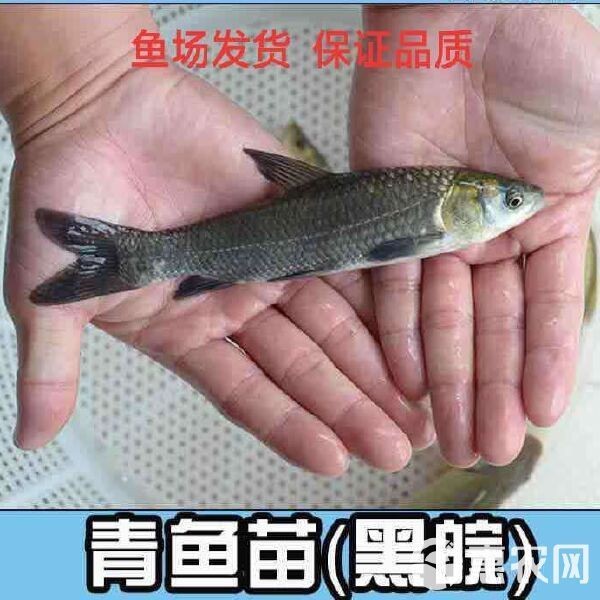 縉云魚苗價格表圖大全：縉云縣魚苗價格信息綜合如下縉云魚苗價格信息綜合 縉云魚苗價格表圖大全：縉云縣魚苗價格信息綜合如下縉云魚苗價格信息綜合 龍魚百科 第4張