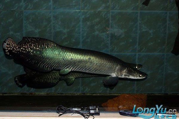海象魚吃什么食物：七彩海象（巨骨舌魚）