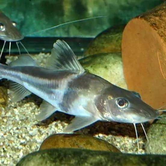 狐貍鴨嘴魚：*《狐貍鴨嘴魚》*《狐貍鴨嘴魚》
