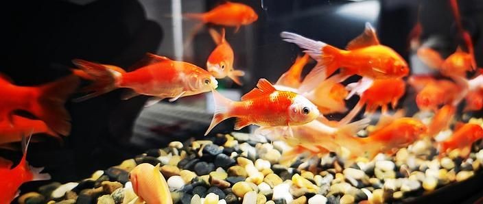 家庭魚缸養(yǎng)魚品種圖片：家庭魚缸選對觀賞魚品種則是打造理想水景的關(guān)鍵