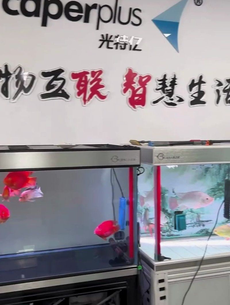 光特億和創寧一個檔次嗎：“光特億”與“創寧”是否處于同一檔次需結合多維度考量