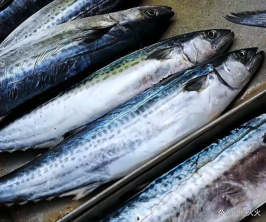 金絲魚是海魚還是淡水魚:春季買魚這5種魚全是野生海魚目前無法人工養(yǎng)殖 龍魚百科 第5張 金絲魚是海魚還是淡水魚:春季買魚這5種魚全是野生海魚目前無法人工養(yǎng)殖 金絲魚是海魚還是淡水魚:春季買魚這5種魚全是野生海魚目前無法人工養(yǎng)殖 龍魚百科 第5張