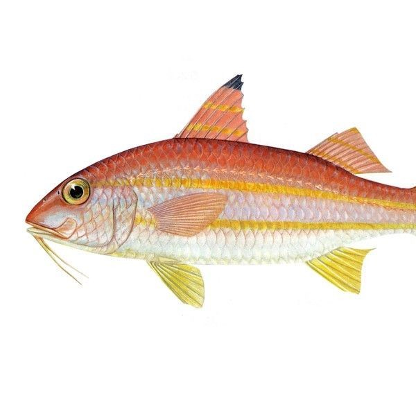 金絲魚是海魚還是淡水魚:春季買魚這5種魚全是野生海魚目前無法人工養(yǎng)殖 龍魚百科 第1張 金絲魚是海魚還是淡水魚:春季買魚這5種魚全是野生海魚目前無法人工養(yǎng)殖 金絲魚是海魚還是淡水魚:春季買魚這5種魚全是野生海魚目前無法人工養(yǎng)殖 龍魚百科 第1張