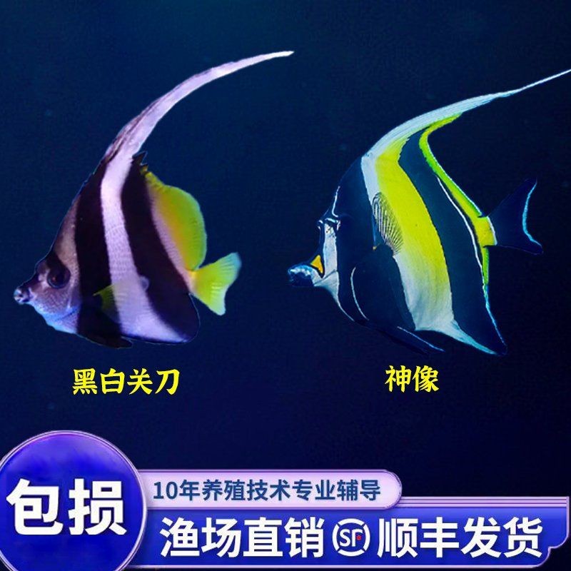 關(guān)刀魚好還是赤荔鳳冠好：關(guān)刀魚與赤荔鳳冠孰優(yōu)