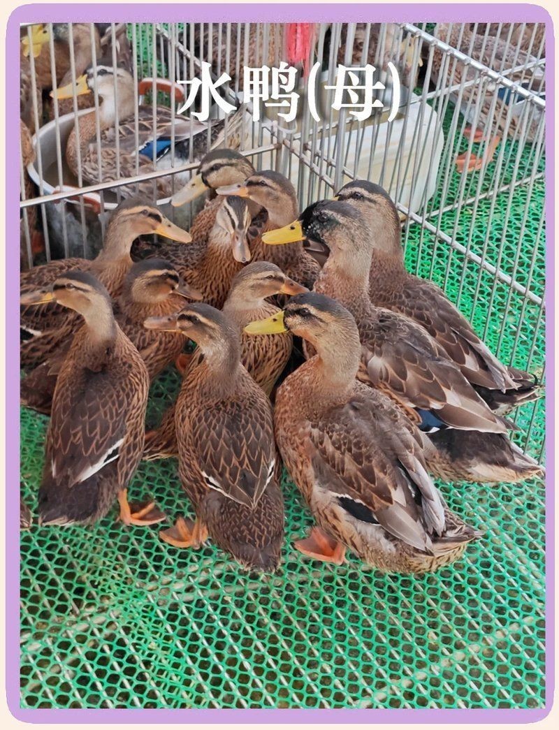 廣東人說的水鴨是啥意思：“水鴨”在廣東飲食文化中占有重要地位 廣東人說的水鴨是啥意思：“水鴨”在廣東飲食文化中占有重要地位 水鴨魚缸 第3張