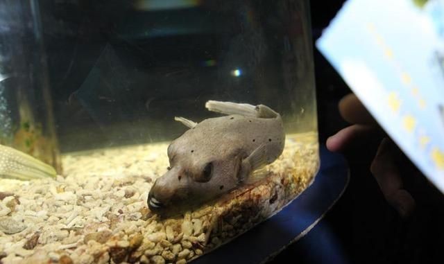 狗頭魚喜歡什么水質：狗頭魚飼養指南