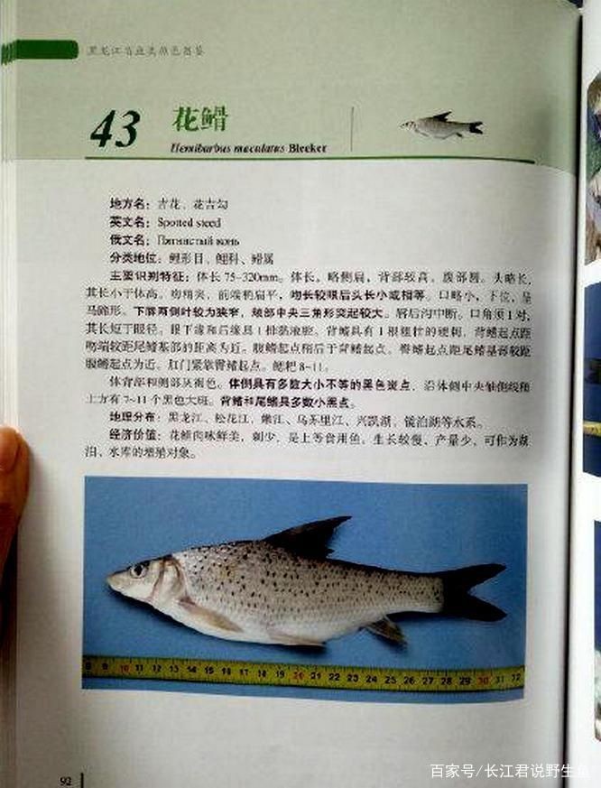 廣東淡水魚一覽表：廣東地區淡水魚類資源豐富，珠江流域四大家魚與全國通用版有所不同