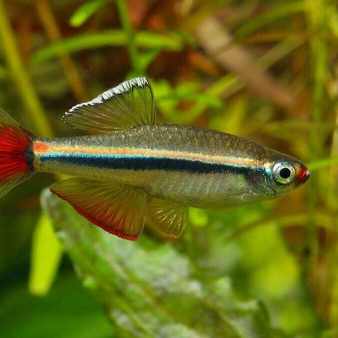 廣東淡水魚一覽表：廣東地區淡水魚類資源豐富，珠江流域四大家魚與全國通用版有所不同