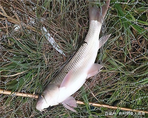 廣東淡水魚一覽表：廣東地區淡水魚類資源豐富，珠江流域四大家魚與全國通用版有所不同