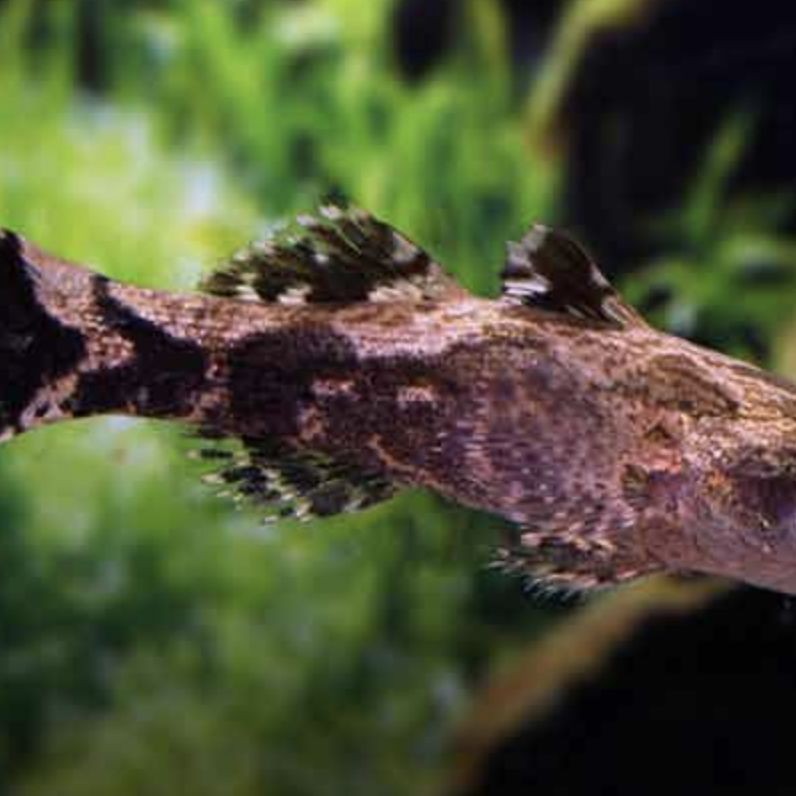 廣東淡水魚一覽表：廣東地區淡水魚類資源豐富，珠江流域四大家魚與全國通用版有所不同
