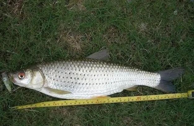 廣東淡水魚一覽表：廣東地區淡水魚類資源豐富，珠江流域四大家魚與全國通用版有所不同