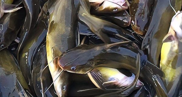 廣東淡水魚一覽表：廣東地區淡水魚類資源豐富，珠江流域四大家魚與全國通用版有所不同