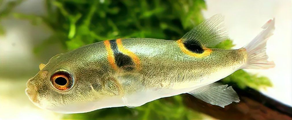 狗頭魚可以裸缸養(yǎng)嗎：狗頭魚可以裸缸飼養(yǎng)嗎