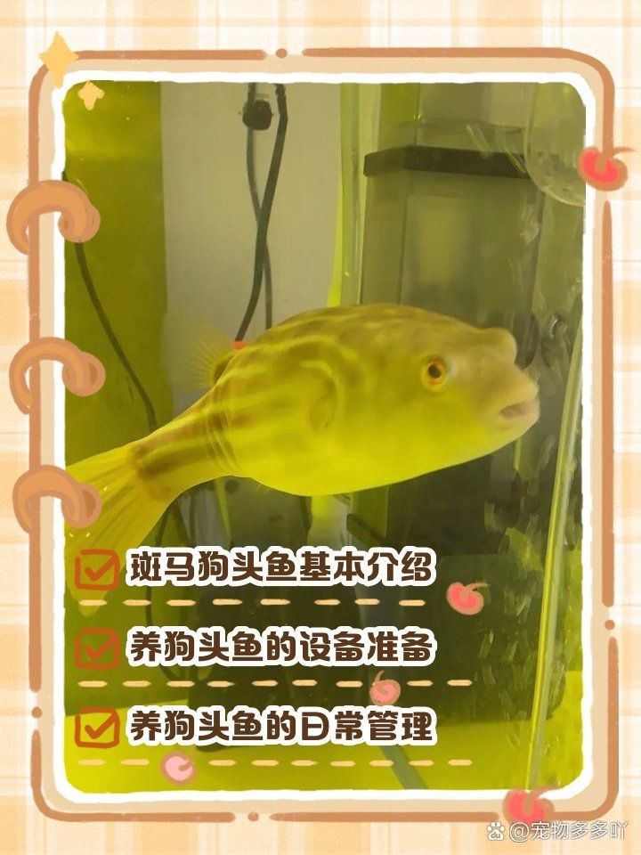 狗頭魚可以裸缸養(yǎng)嗎：狗頭魚可以裸缸飼養(yǎng)嗎