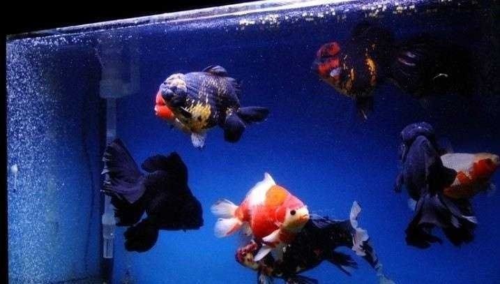 狗頭魚可以裸缸養(yǎng)嗎：狗頭魚可以裸缸飼養(yǎng)嗎