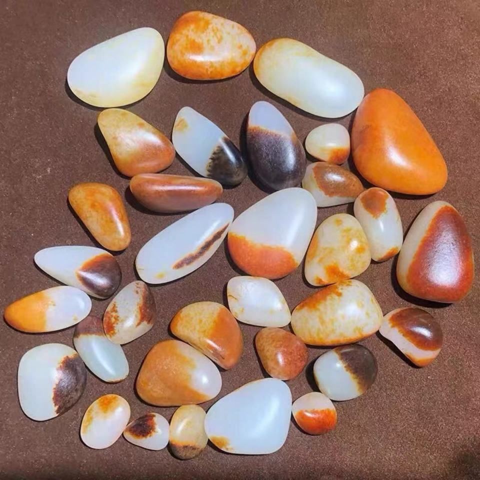 酒紅雷龍魚：酒紅雷龍的飼養(yǎng)體驗