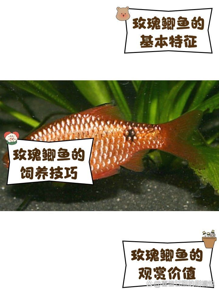 金元寶魚多久繁殖一次：關于金元寶魚的繁殖 金元寶魚多久繁殖一次：關于金元寶魚的繁殖 龍魚百科 第5張