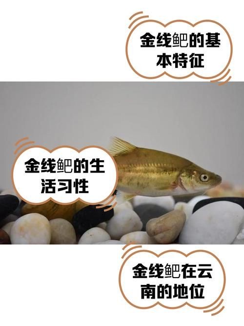 金雙線魚圖片：*《雙線魚圖片》金雙線魚能和什么魚混養有什么注意事項