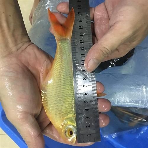 金雙線魚圖片：*《雙線魚圖片》金雙線魚能和什么魚混養有什么注意事項
