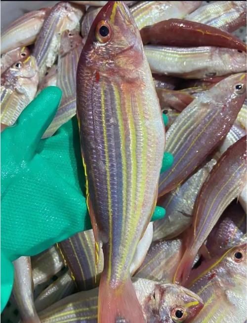 金雙線魚圖片：*《雙線魚圖片》金雙線魚能和什么魚混養有什么注意事項