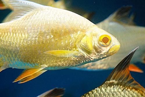 金雙線魚圖片：*《雙線魚圖片》金雙線魚能和什么魚混養有什么注意事項