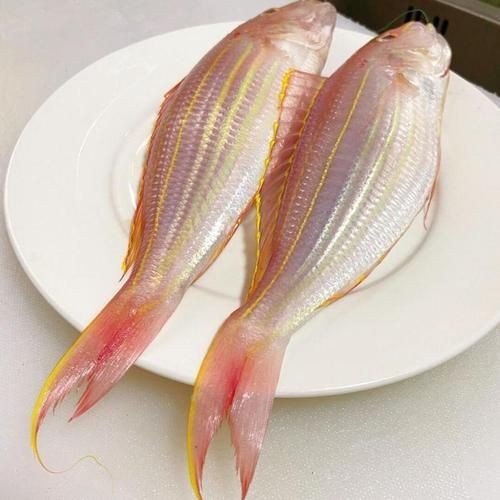 金雙線魚圖片：*《雙線魚圖片》金雙線魚能和什么魚混養有什么注意事項