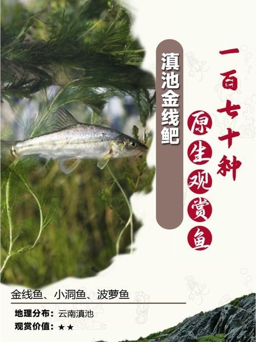 金雙線魚圖片：*《雙線魚圖片》金雙線魚能和什么魚混養有什么注意事項