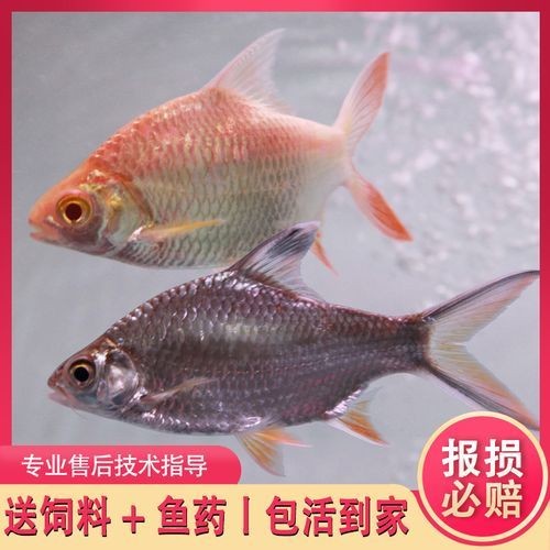 金雙線魚圖片：*《雙線魚圖片》金雙線魚能和什么魚混養有什么注意事項