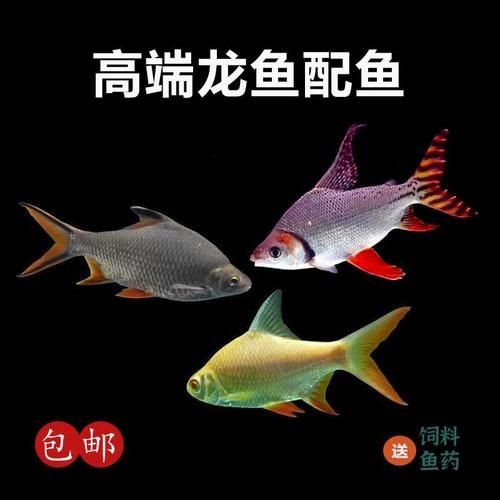 金雙線魚圖片：*《雙線魚圖片》金雙線魚能和什么魚混養有什么注意事項