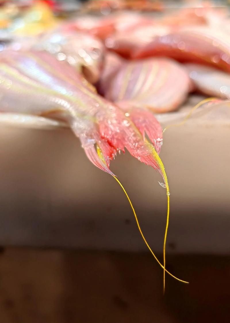 金雙線魚圖片：*《雙線魚圖片》金雙線魚能和什么魚混養有什么注意事項