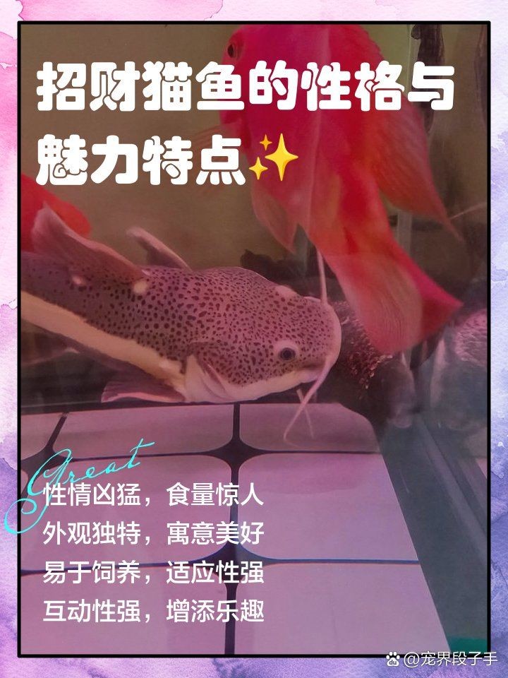 金絲貓魚是兇還是吉的：關于金絲貓魚的一些小知識 金絲貓魚是兇還是吉的：關于金絲貓魚的一些小知識 龍魚百科 第1張