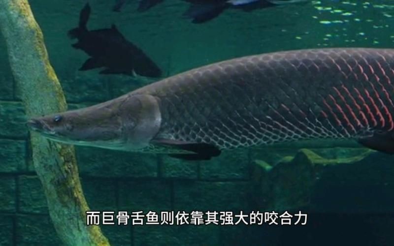 巨骨舌魚怕電鰻嗎：巨骨舌魚vs電鰻,嗶哩嗶哩電鰻的絕緣機制如何進化